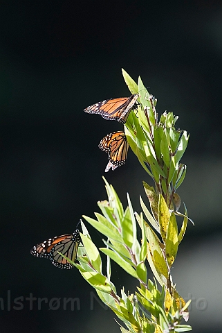 WAH020951.jpg - Monark sommerfugle (Monarch Butterflies)