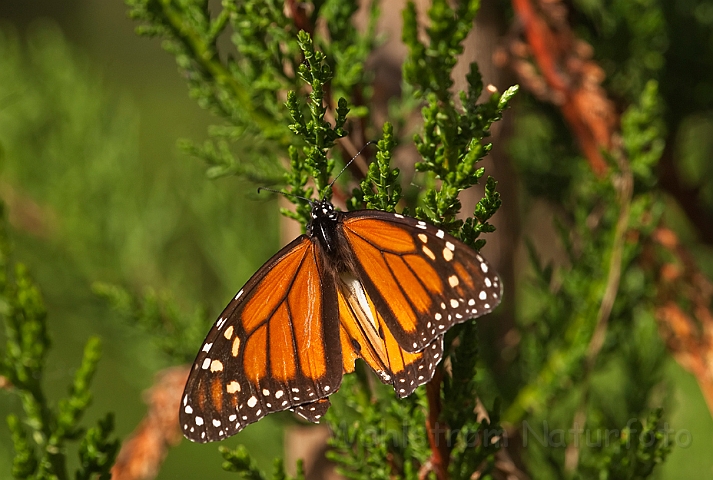 WAH020961.jpg - Monark sommerfugl (Monarch Butterfly)