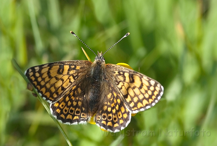 WAH023571.jpg - Okkergul pletvinge (Glanville Fritillary)