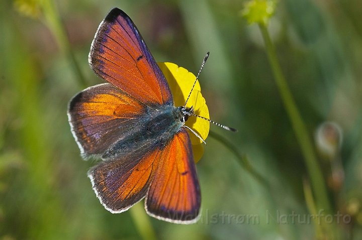 WAH023592.jpg - Violetrandet ildfugl (Purple-edged Copper )