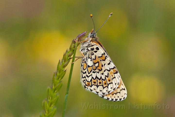 WAH023606.jpg - Okkergul pletvinge (Glanville Fritillary)