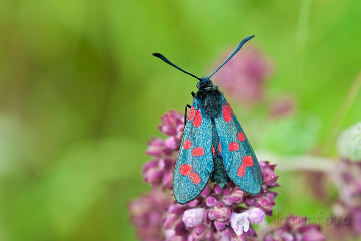 WAH024256.jpg - Seksplettet køllesværmer (Six-Spot Burnet)