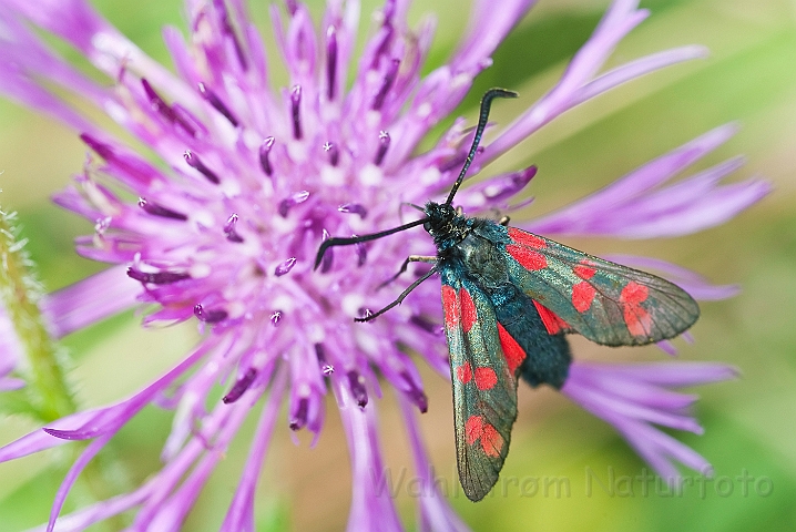 WAH024289.jpg - Seksplettet køllesværmer (Six-Spot Burnet)