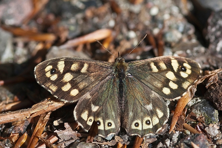 WAH024338.jpg - Skovrandøje (Speckled Wood)