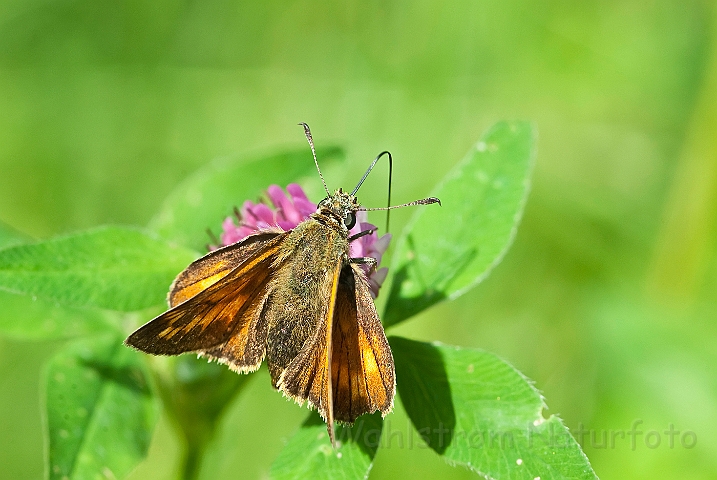 WAH024445.jpg - Stor bredpande (Large Skipper)