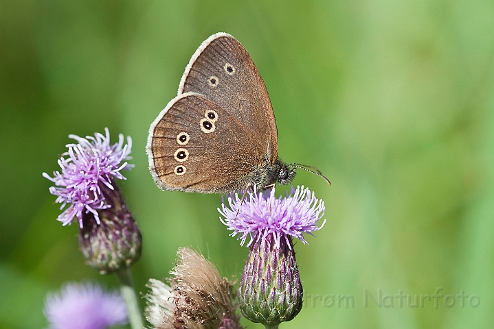 WAH024480.jpg - Engrandøje (Ringlet Butterfly)