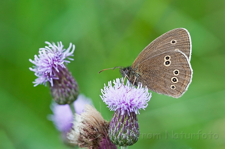 WAH024485.jpg - Engrandøje (Ringlet Butterfly)