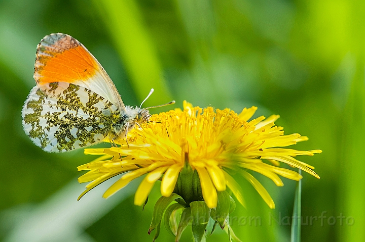 WAH026347.jpg - Aurora, han (Orange Tip Butterfly, male)