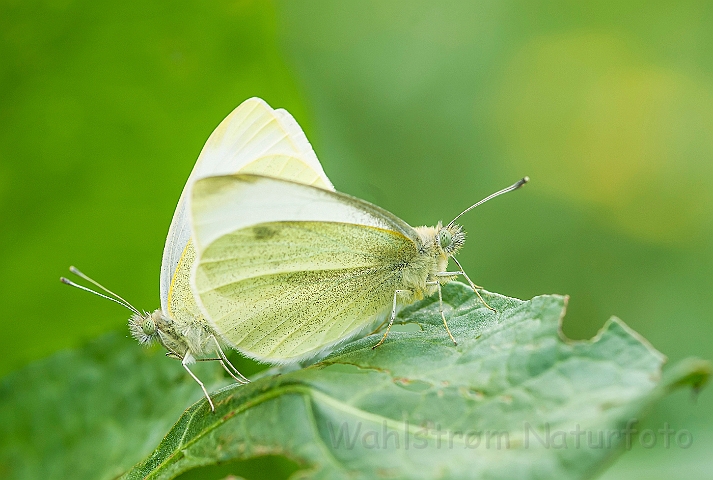 WAH026357.jpg - Lille kålsommerfugl (Small White )