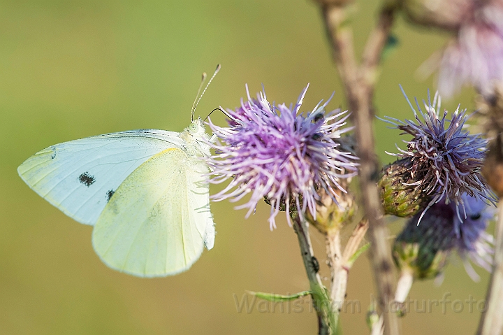 WAH026830.jpg - Lille kålsommerfugl (Small White)