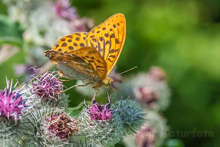 WAH026835.jpg - Kejserkåbe (Silver-washed Fritillary)