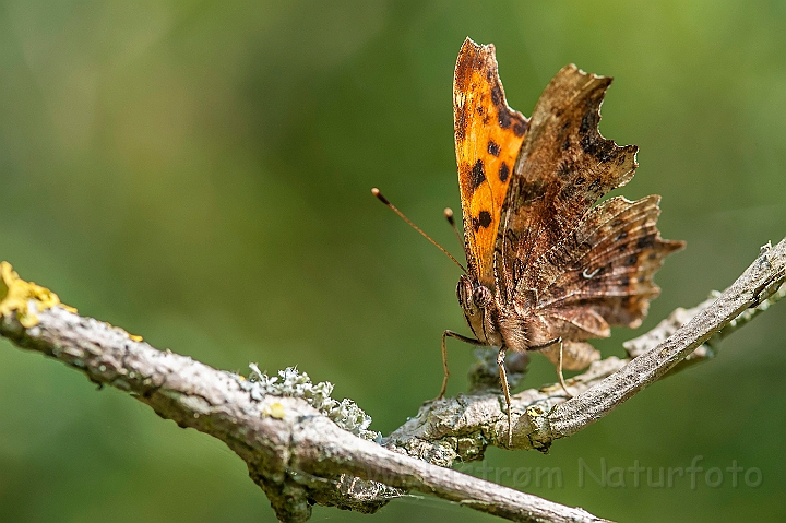 WAH026845.jpg - Det hvide C (Comma Butterfly)