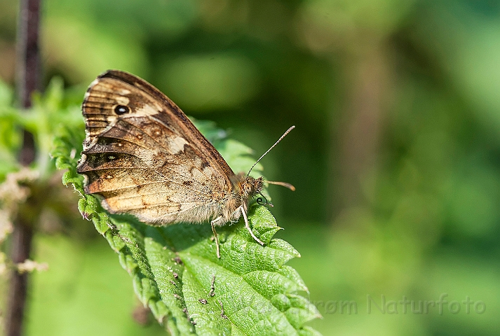 WAH026857.jpg - Skovrandøje (Speckled Wood)