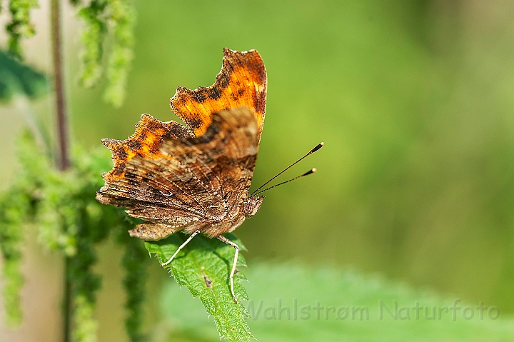 WAH026869.jpg - Det hvide C (Comma Butterfly)