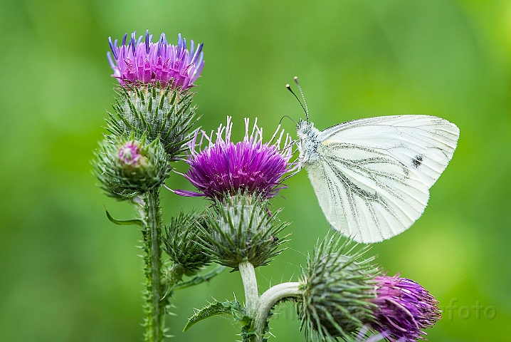 WAH026881.jpg - Grønåret kålsommerfugl (Green-veined White Butterfly)