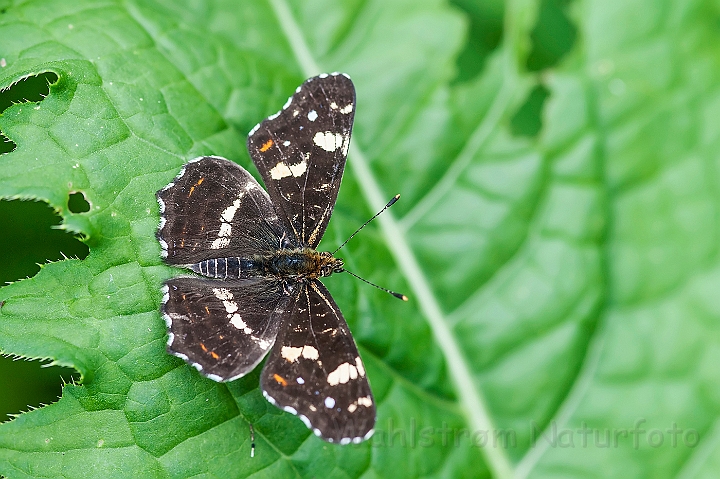 WAH026886.jpg - Nældesommerfugl (Map Butterfly)