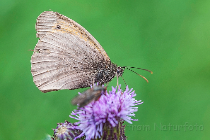 WAH026887.jpg - Græsrandøje (Meadow Brown)