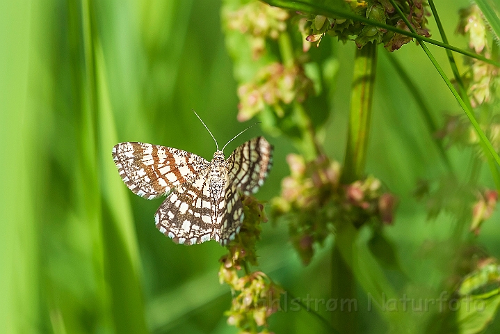 WAH026895.jpg - Tremmemåler (Latticed Heath Moth)