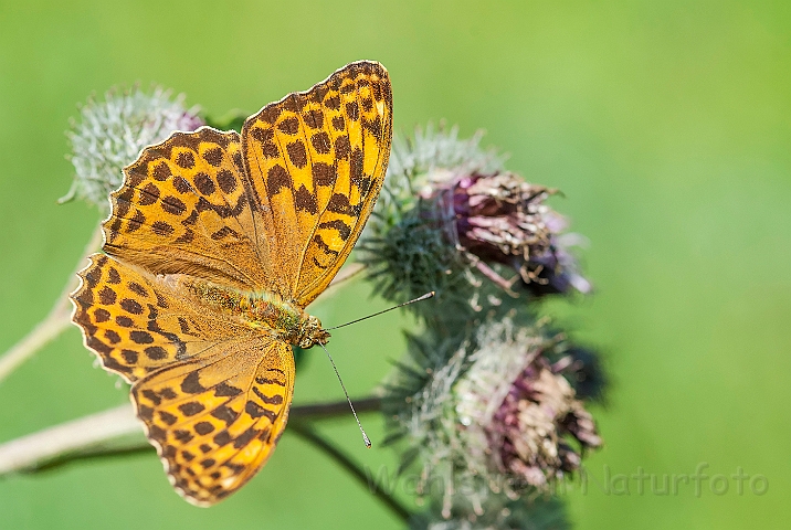 WAH026897.jpg - Kejserkåbe (Silver-washed Fritillary)