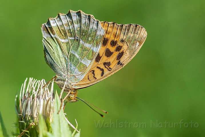 WAH026898.jpg - Kejserkåbe (Silver-washed Fritillary)