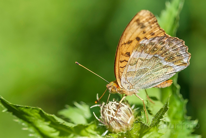 WAH026905.jpg - Kejserkåbe (Silver-washed Fritillary)