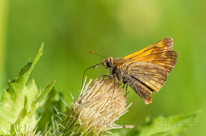 WAH026913.jpg - Stor bredpande (Large Skipper)