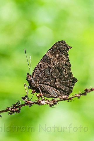 WAH026922.jpg - Dagpåfugleøje (Peacock Butterfly)