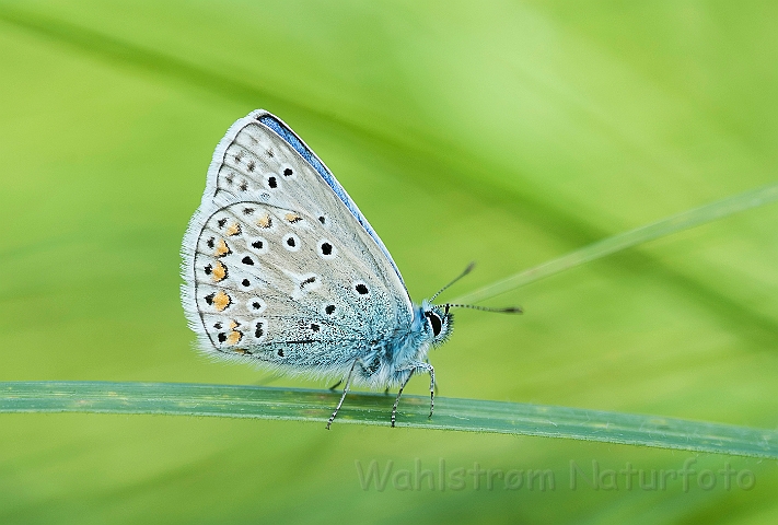 WAH026946.jpg - Almindelig blåfugl (Common Blue)