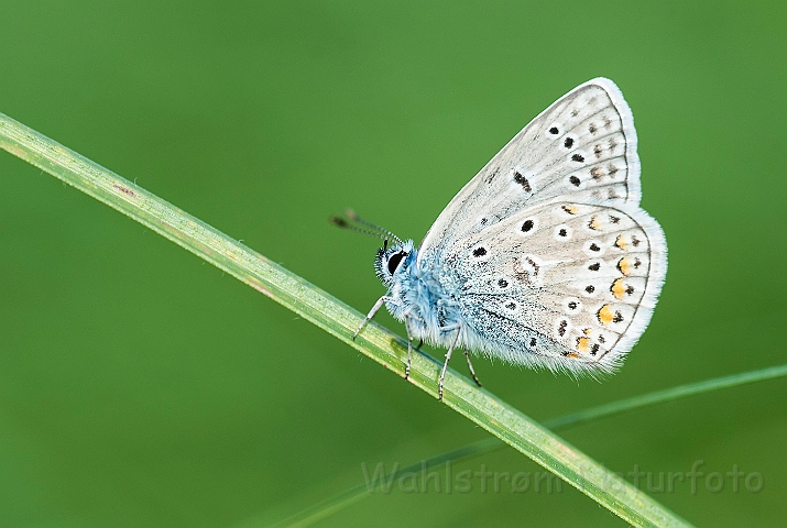 WAH026948.jpg - Almindelig blåfugl (Common Blue)