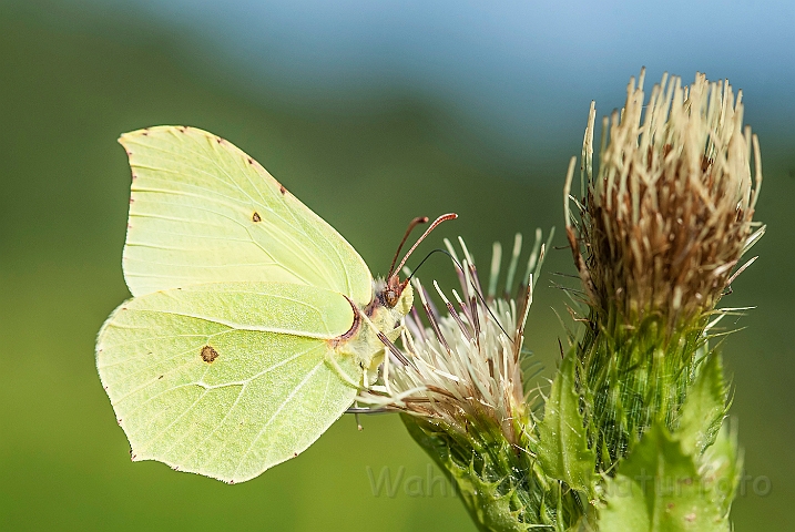 WAH026969.jpg - Citronsommerfugl (Common Brimstone Butterfly)