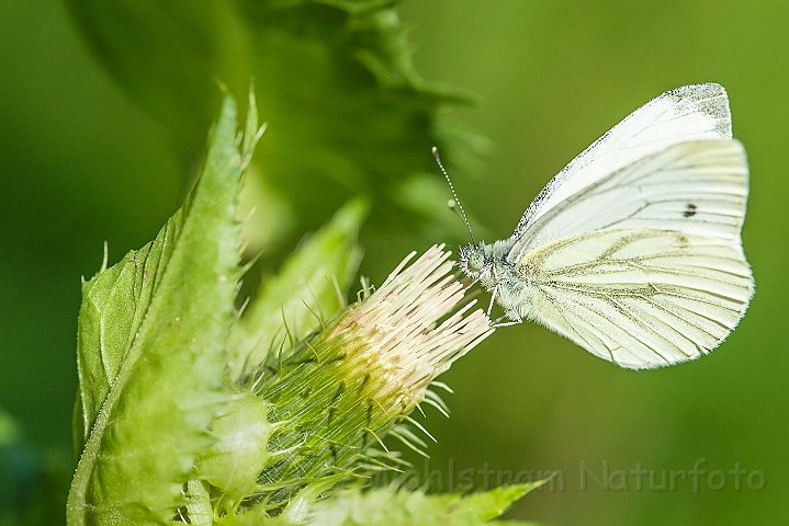 WAH026976.jpg - Grønåret kålsommerfugl (Green-veined White Butterfly)