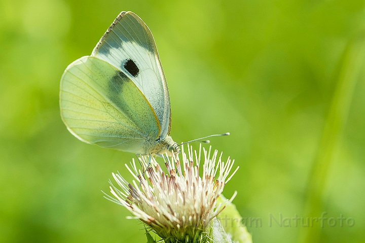 WAH026978.jpg - Stor kålsommerfugl (Large White)