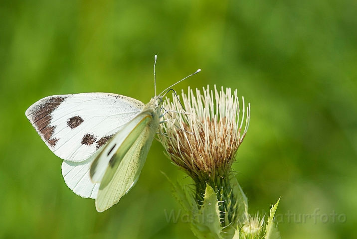 WAH026980.jpg - Stor kålsommerfugl (Large White)