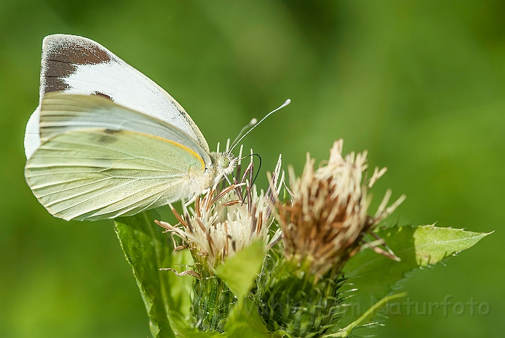 WAH026985.jpg - Stor kålsommerfugl (Large White)