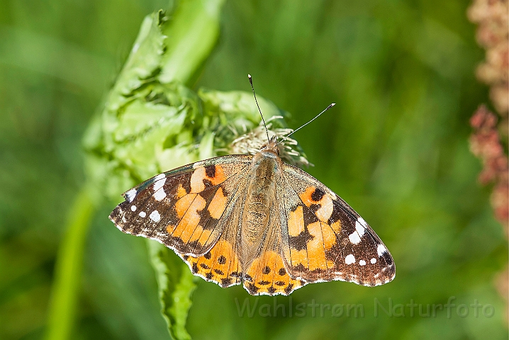 WAH027090.jpg - Tidselsommerfugl (Painted Lady)