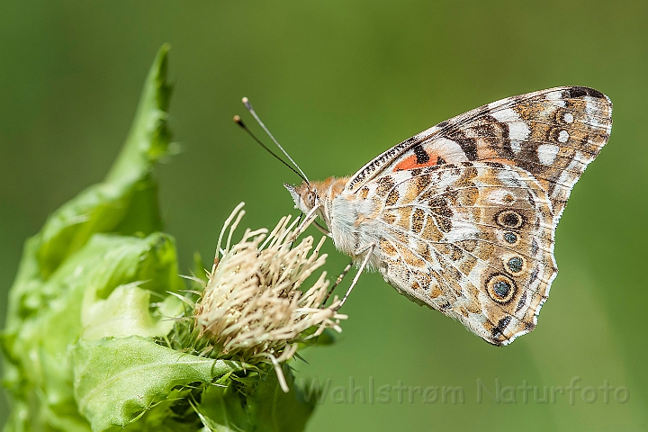 WAH027098.jpg - Tidselsommerfugl (Painted Lady)