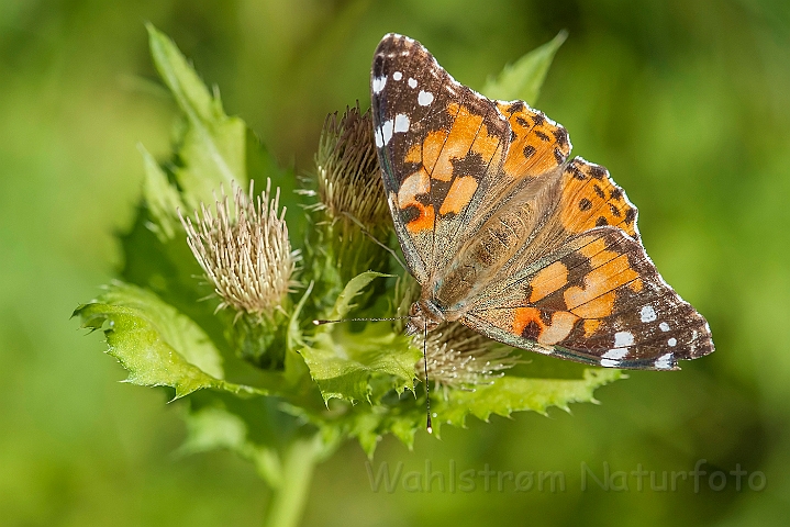 WAH027103.jpg - Tidselsommerfugl (Painted Lady)