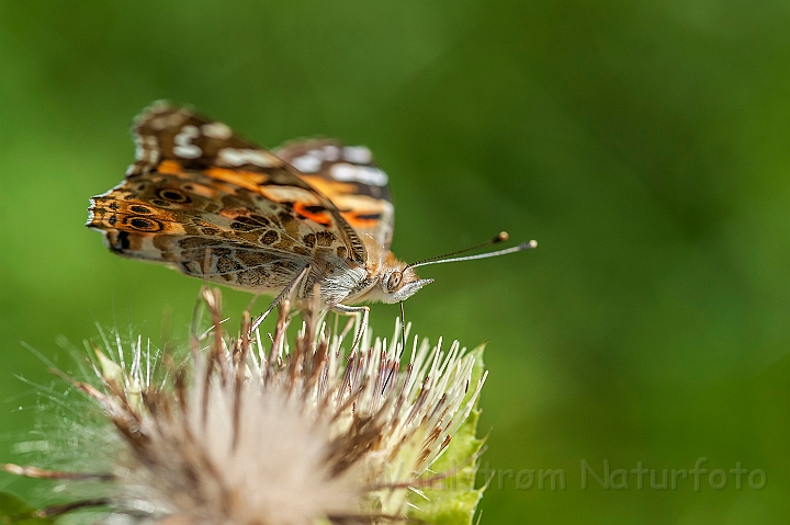 WAH027104.jpg - Tidselsommerfugl (Painted Lady)