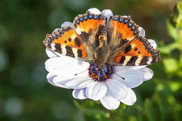 WAH027131.jpg - Nældens takvinge (Small Tortoiseshell)