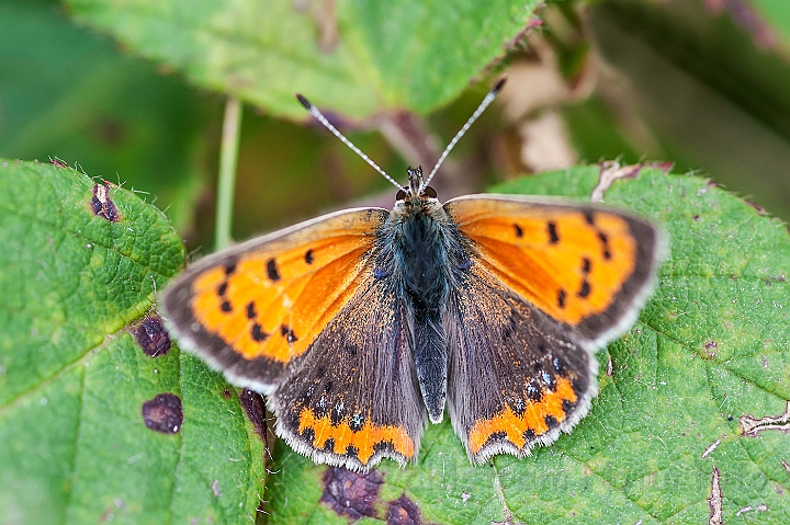 WAH027147.jpg - Lille ildfugl (Small Copper)