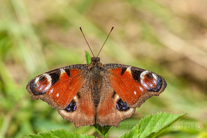 WAH028775.jpg - Dagpåfugleøje (European Peacock)