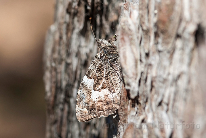 WAH029683.jpg - Sandrandøje (Grayling)