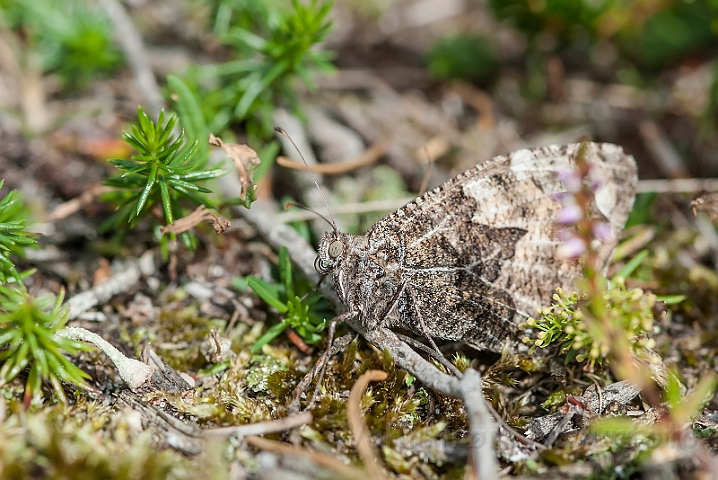 WAH029755.jpg - Sandrandøje (Grayling)