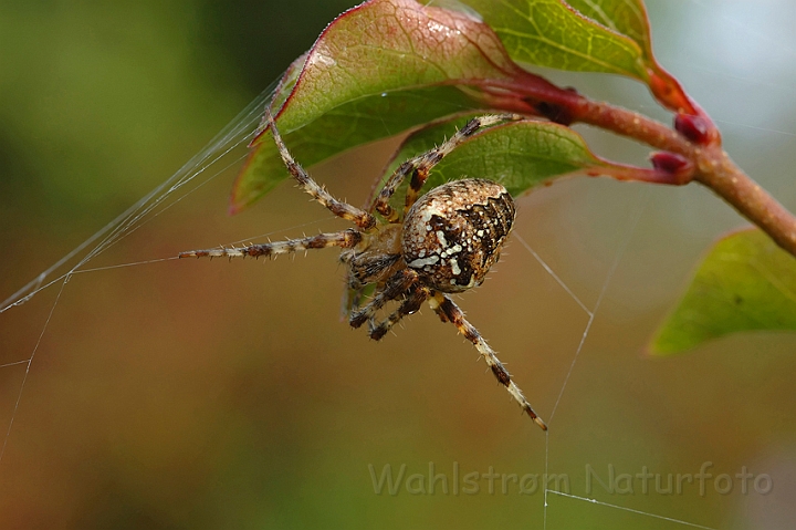 WAH004345.jpg - Korsedderkop (Cross Spider)