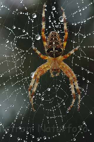 WAH004352P.jpg -  Korsedderkop (Cross Spider)