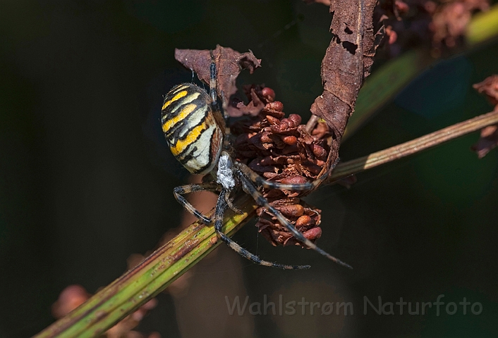 WAH011012.jpg - Hvepseedderkop (Wasp Spider)