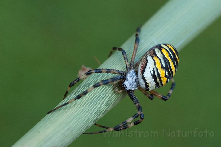 WAH011026.jpg - Hvepseedderkop (Wasp Spider)