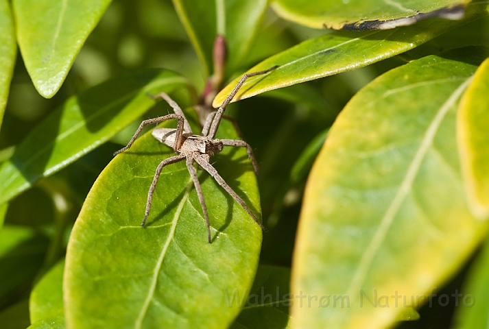 WAH017480.jpg - Almindelig rovedderkop (Nursery Web Spider)