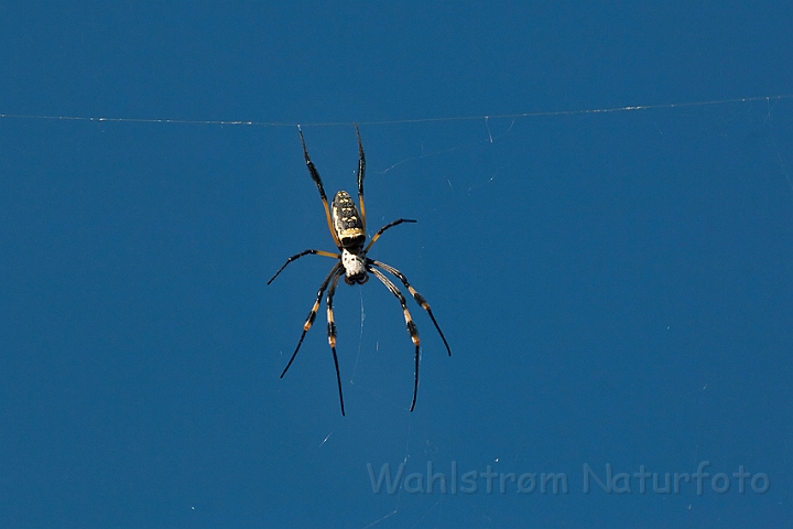 WAH021594.jpg - Nephilia senegalensis (Banded-legged Golden Orb-Web Spider)