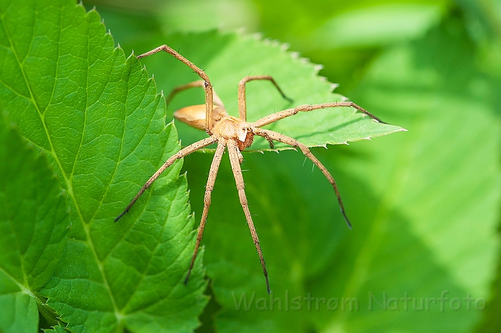 WAH026364.jpg - Almindelig rovedderkop (Nursery Web Spider)